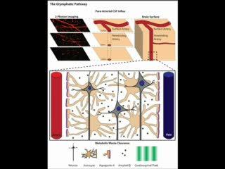 Cerebrospinal Fluid Clears Amyloid Beta From Brain (3 of 3)