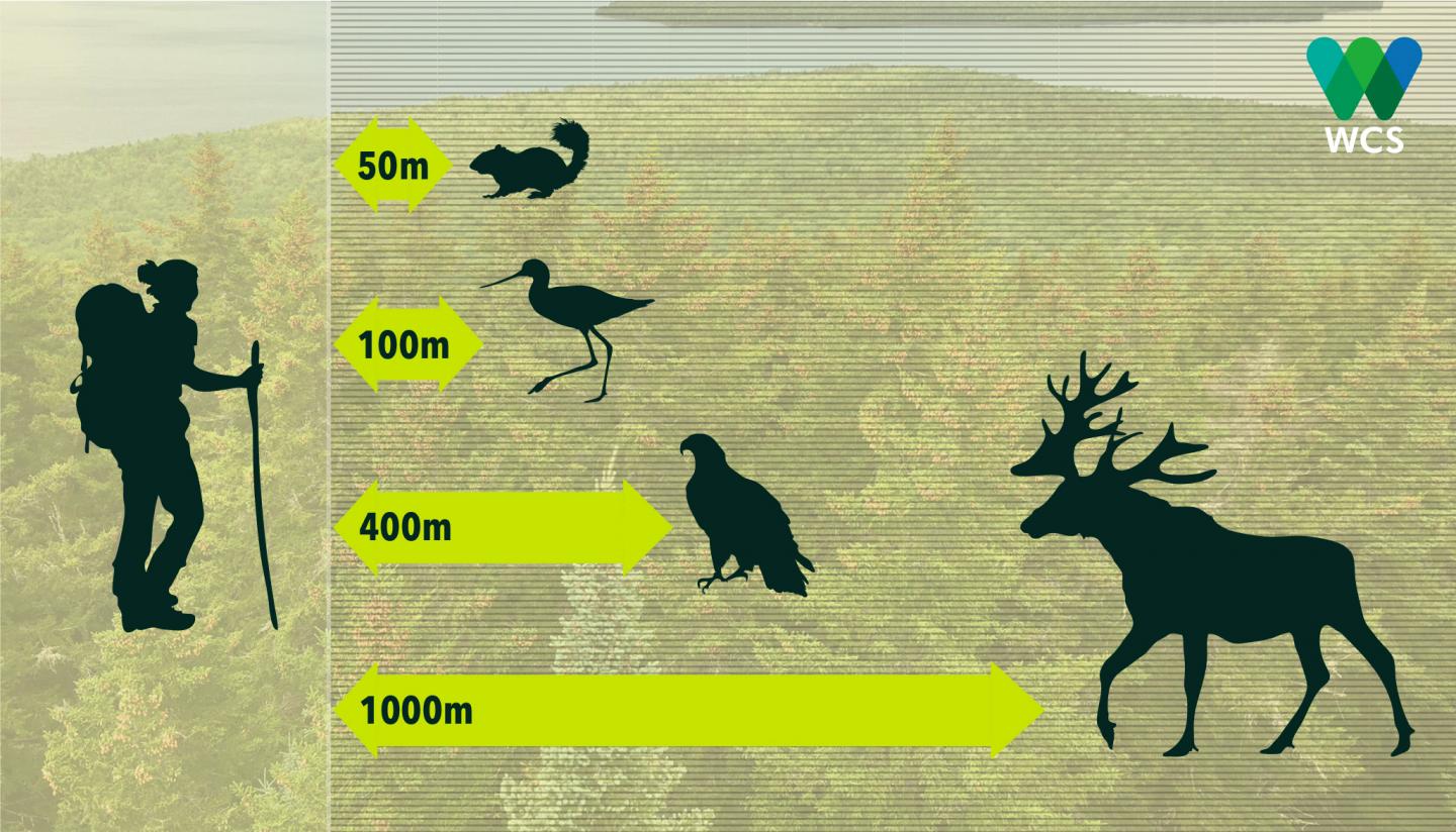 An infographic illustrates the safe distance between humans and animals