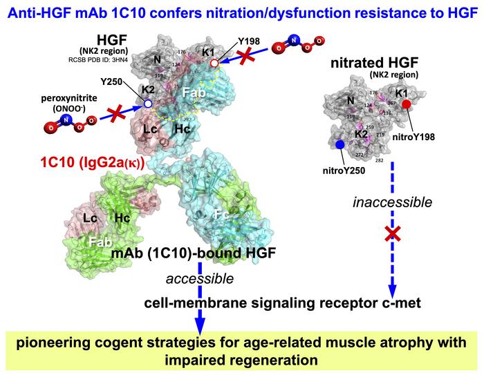 A monoclonal antibody that targets the nitration sites of hepatocyte growth factor (HGF)