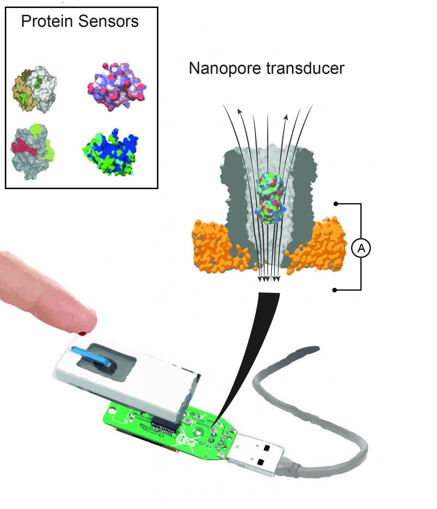 Illustration of the Nanopore Device
