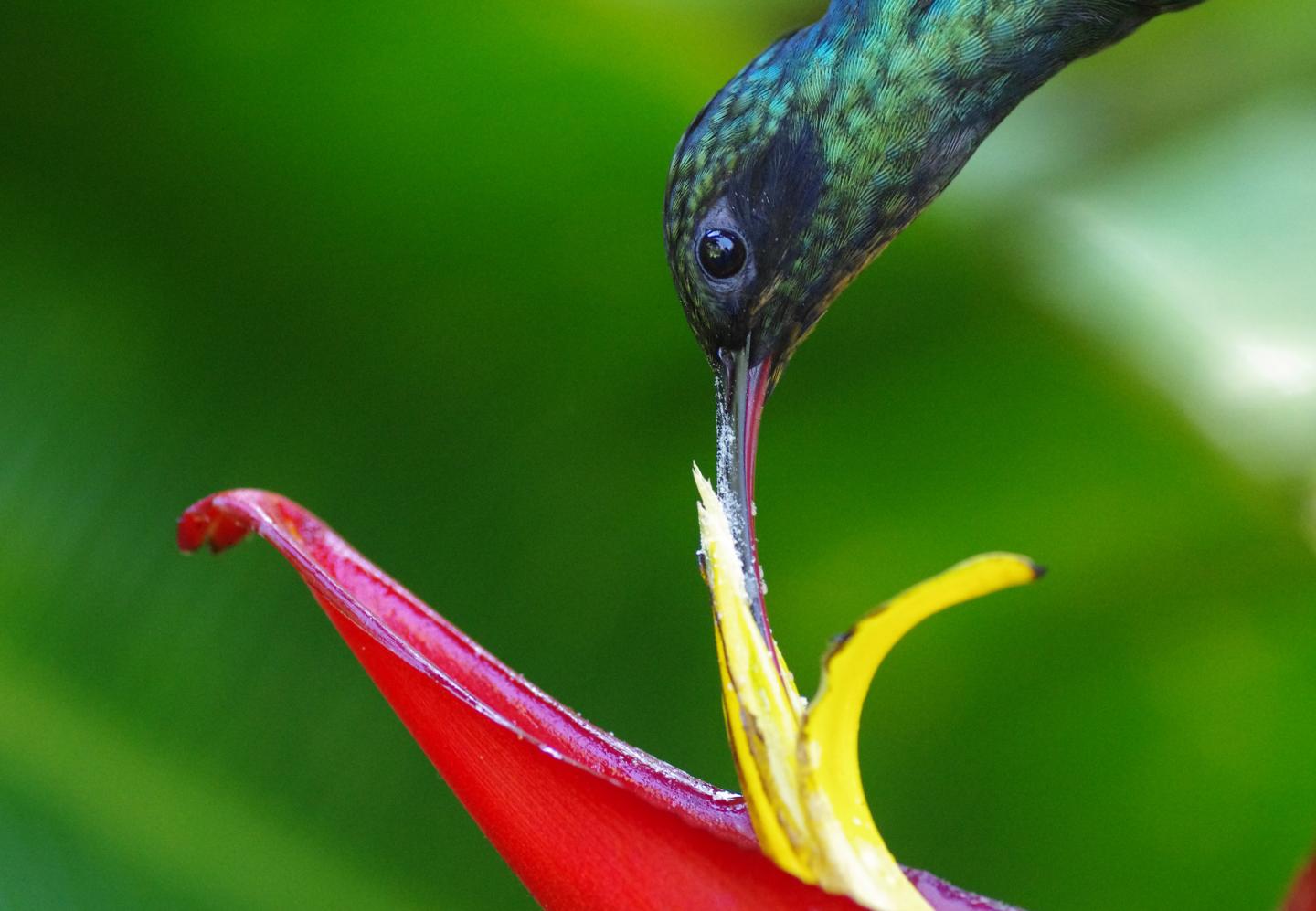 Green Hermit Hummingbird Visits A Heliconia Tortuosa Flower