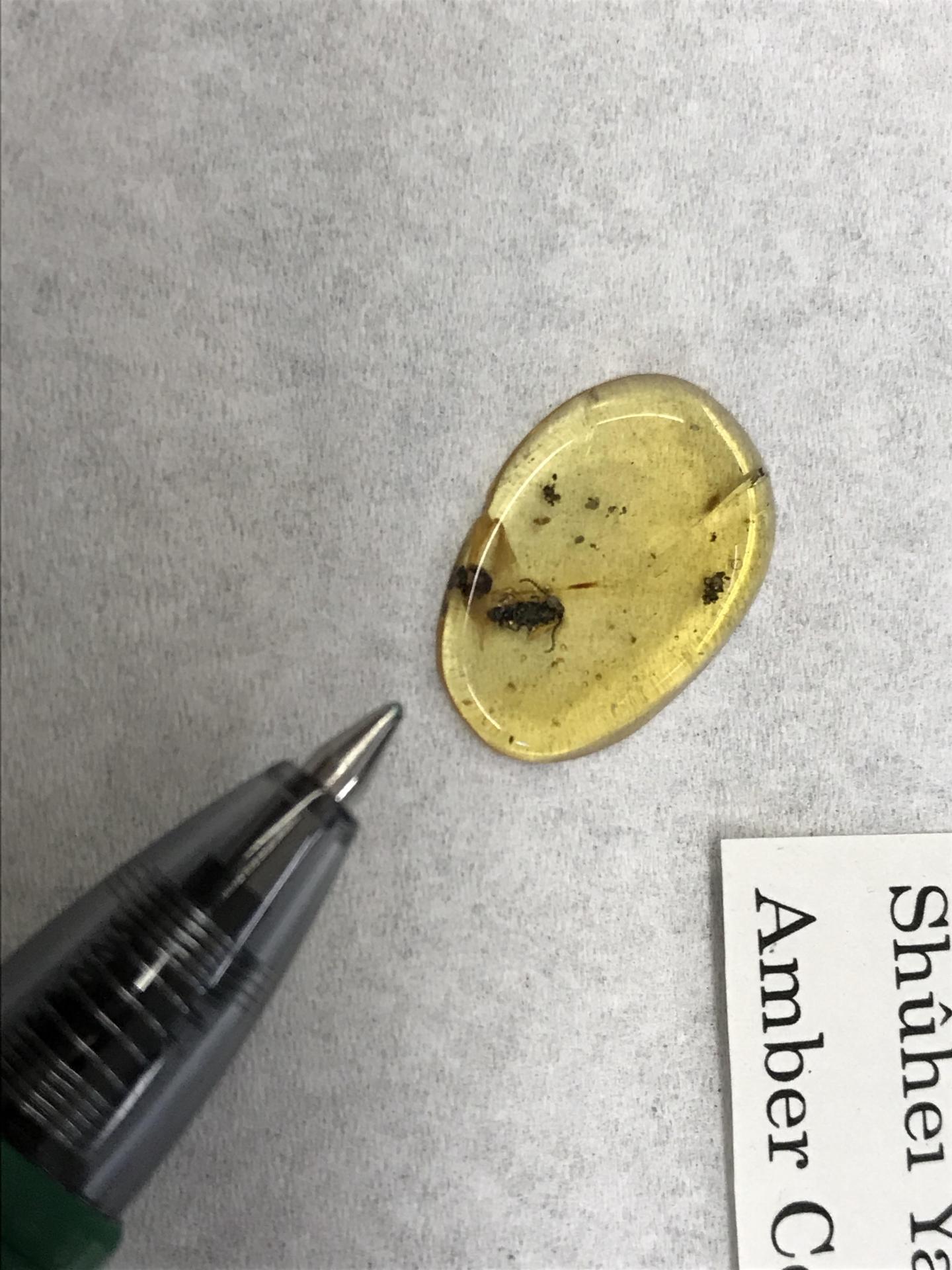 Propiestus with Pen for Scale