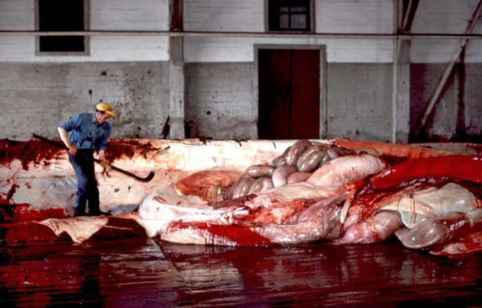 Chasing the blue whale