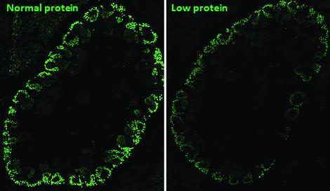 Low-protein intake during pregnancy