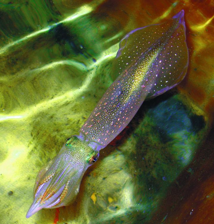 Common Squid [IMAGE] | EurekAlert! Science News Releases