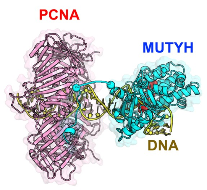 MUTYH and PCNA cooperate to repair DNA