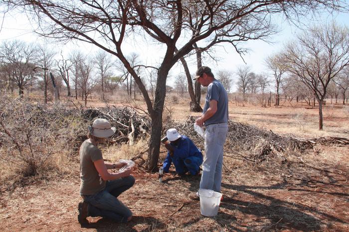 Potsdam researchers in the groups of Prof. Dr. Anja Linstädter and Prof. Dr. Florian Jeltsch from the Institute of Biochemistry and Biology contributed their field data from drylands in South Africa and Namibia to the global study.