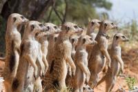 Group of Meerkats