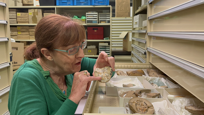 Professor Kate Trinajstic inspects the ancient fossils at the WA Museum