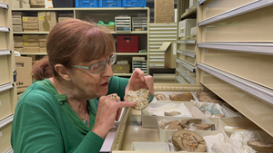 Professor Kate Trinajstic inspects the ancient fossils at the WA Museum