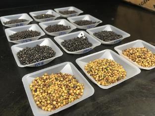 Canola Seeds