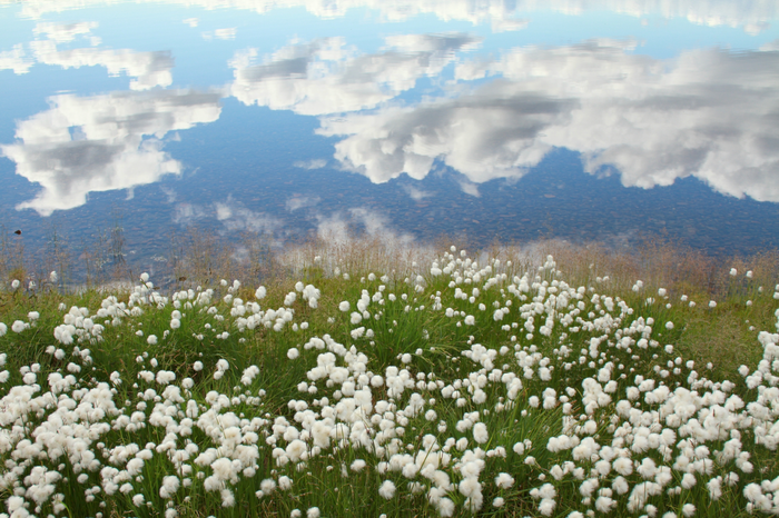 Cotton grass