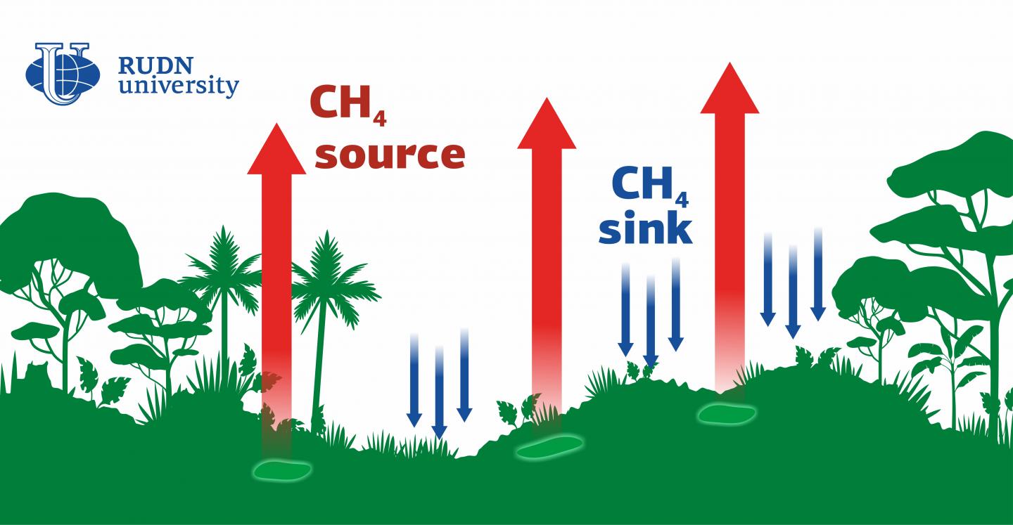 RUDN University Biologists Studied the Effect of Jungles on Global Warming