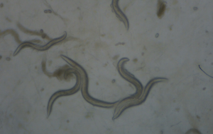 C. elegans, a soil-dwelling roundworm
