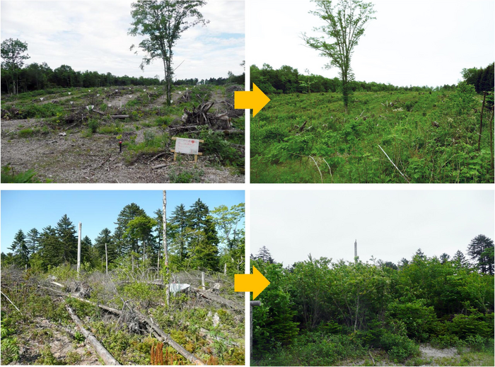 Reforestation after storm damage in a National Forest in Chitose city, Hokkaido