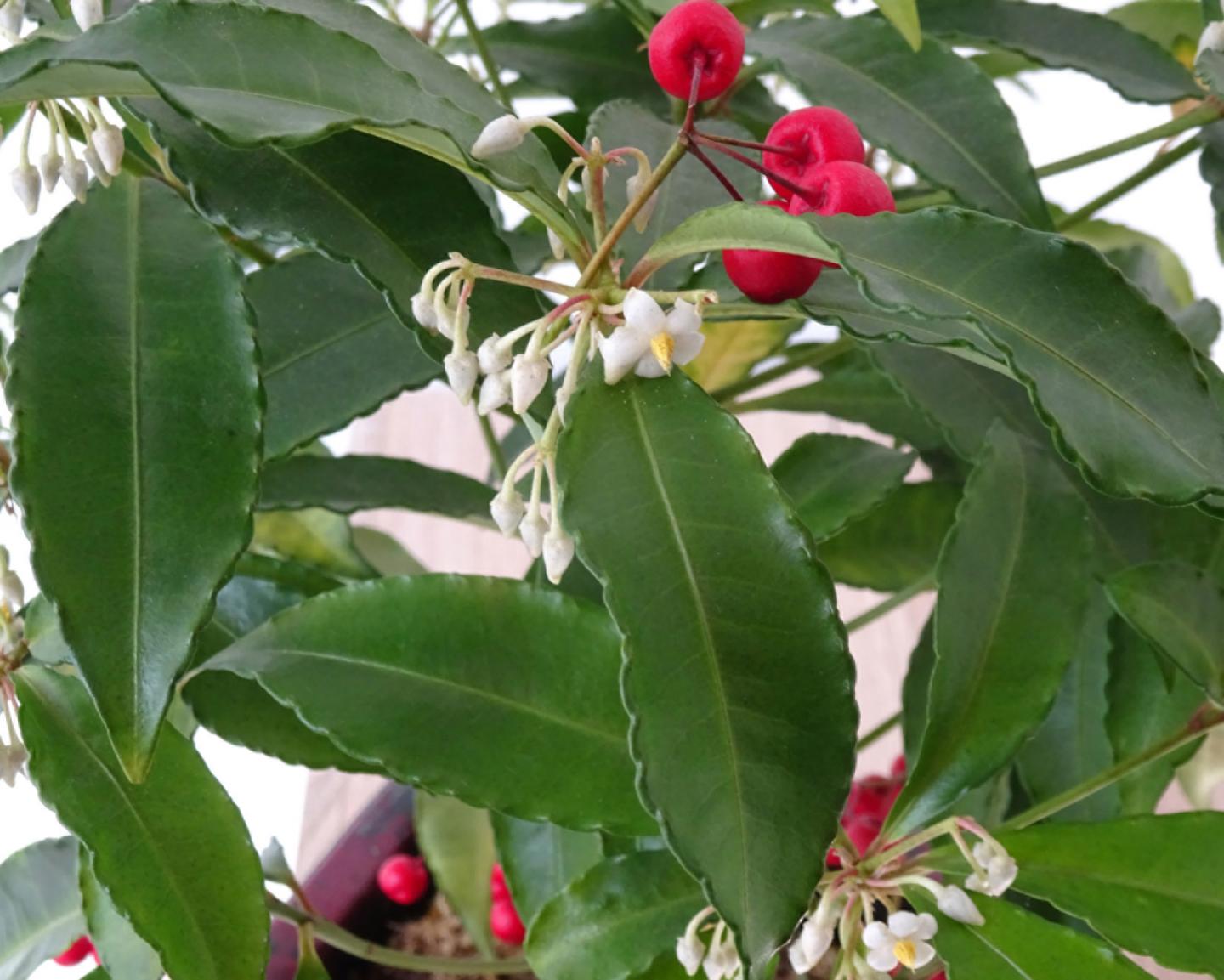 Leaves of the Coralberry