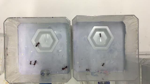 Foraging Arenas for Major and Minor Ant Workers