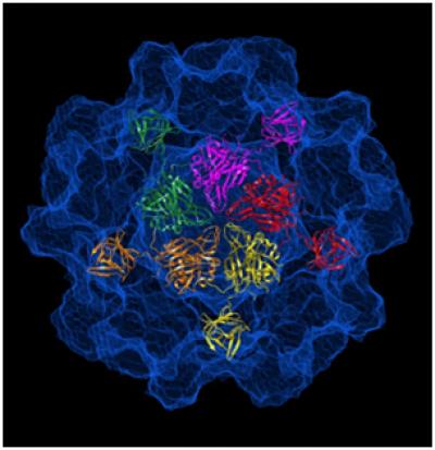 Atomic Structure of the Protein Shell that Carries the Genetic Code of Hepatitis E (HEV)