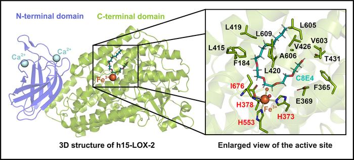 Scientists discover new inhibitors of inflammation-related enzyme