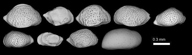 Deep-Sea (Bathyal) Ostracod Species