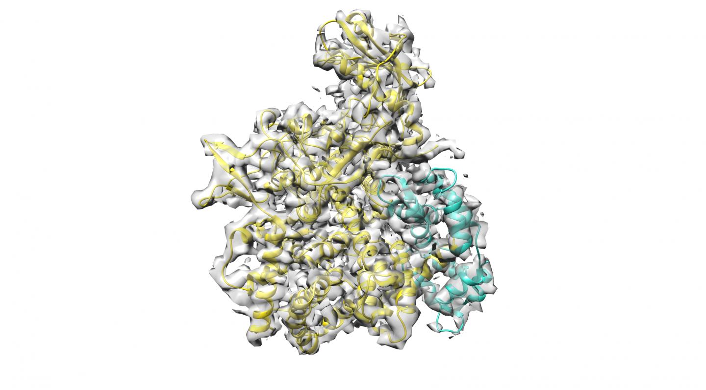 Sidj-Calmodulin Complex