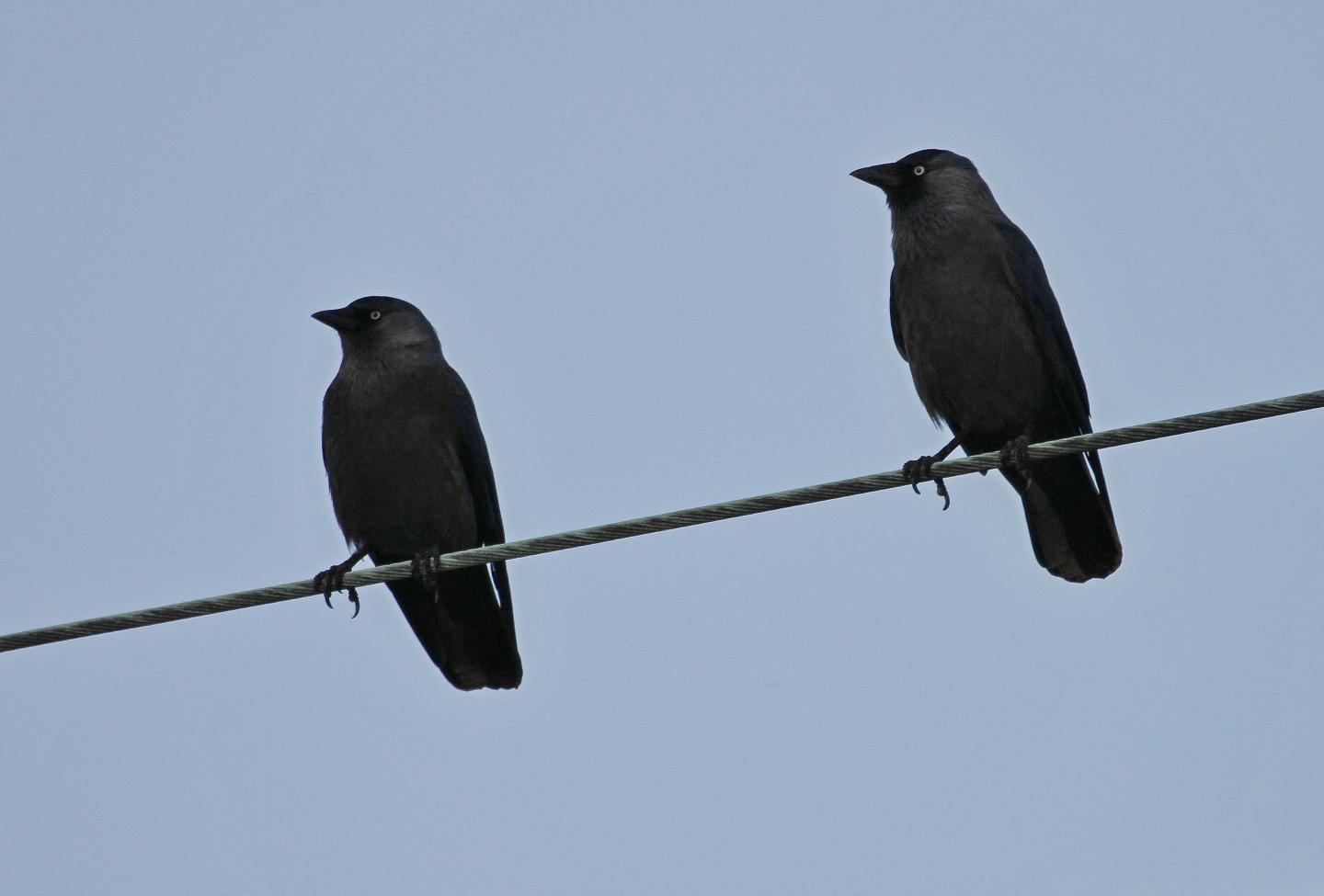 Jackdaws