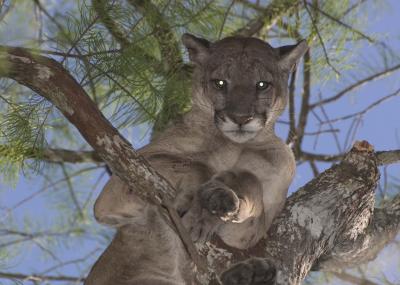 Florida Panthers Rescued by Mates From Another State (9 of 9)