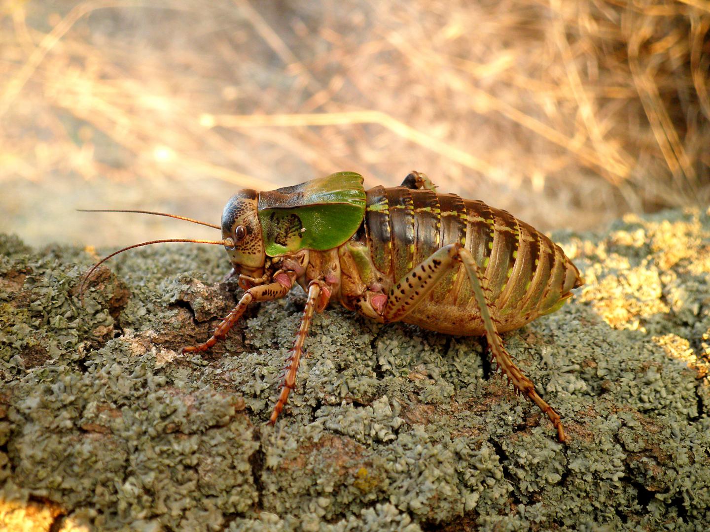 Big-bellied glandular bush cricket (Bradyporus macrogaster)