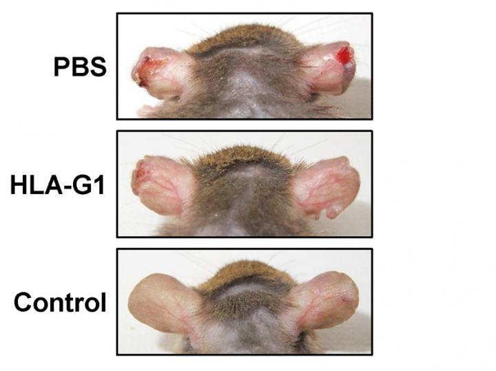 Illustration of Improvement in Mice under Different Conditions