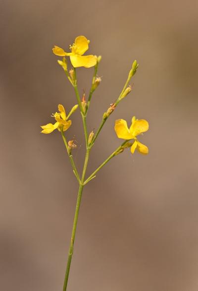 <i>Hypericum cumulicola</i>