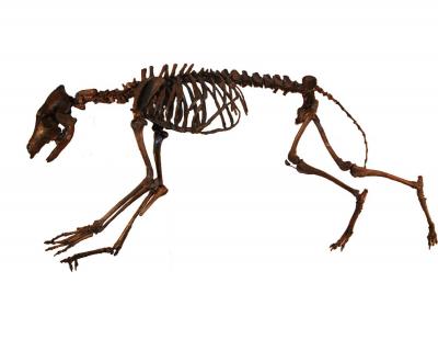 Skeleton of an Ice Age Coyote (<I>Canis latrans orcutti</I>) from the Rancho La Brea Tar Pits