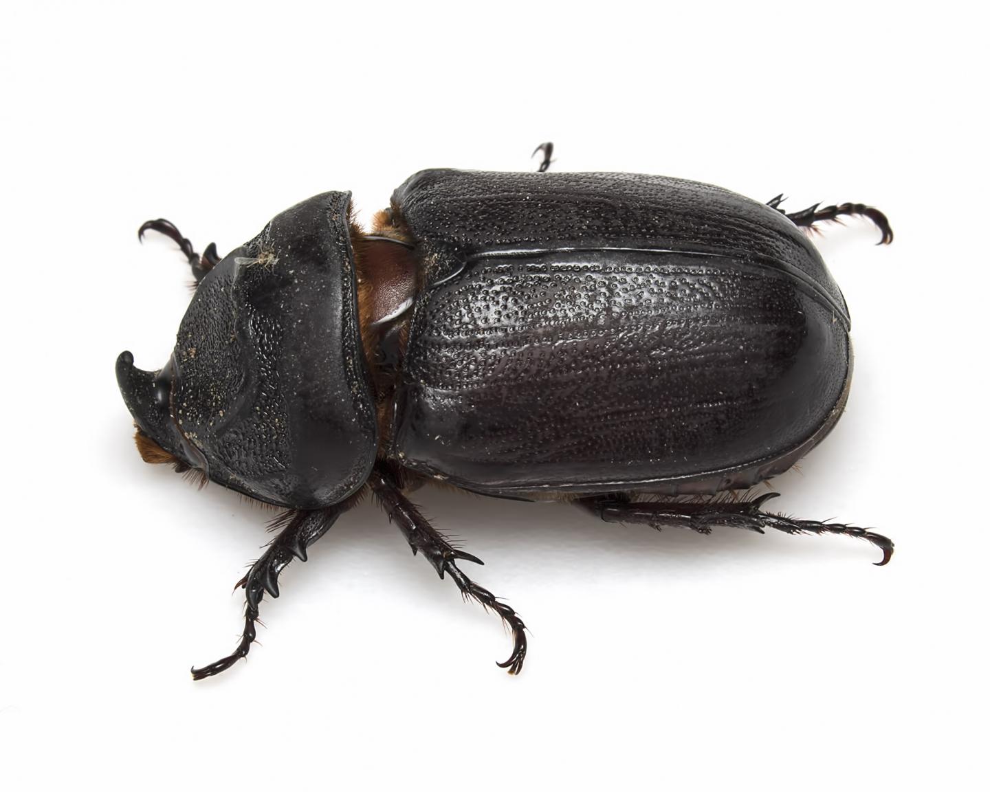 'Unshackled' palm-destroying beetles could so | EurekAlert!