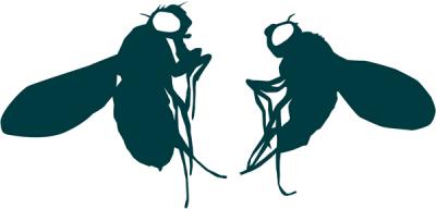 Male and Female Fruit Flies