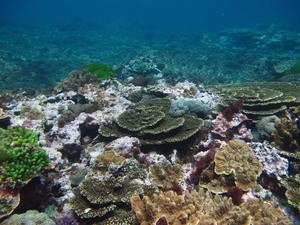 Crustose coralline algae on Lord Howe Island.