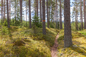 Path in the woods