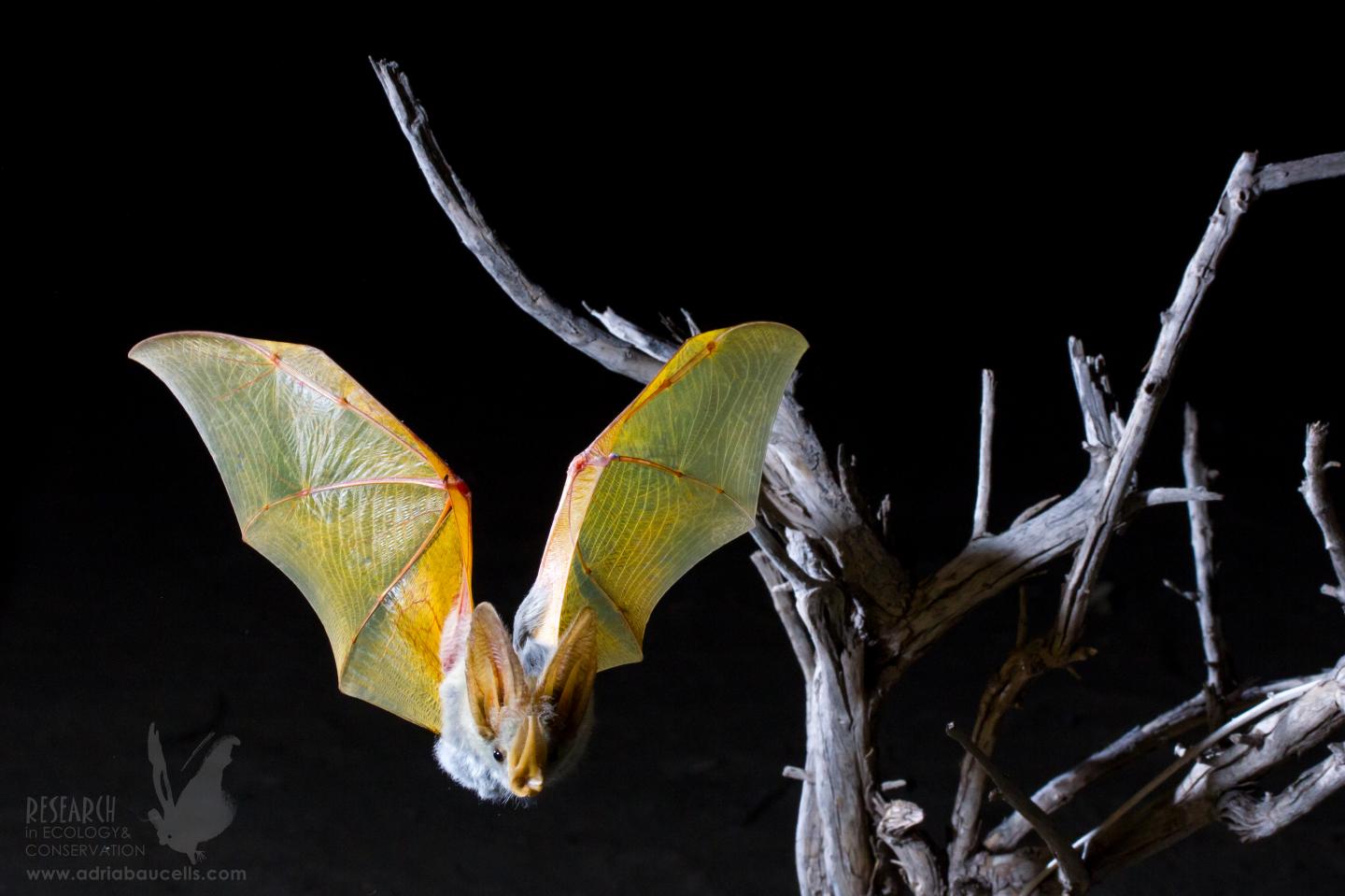 Yellow Winged Bat