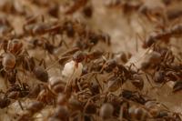 Argentine Ants (2 of 2)
