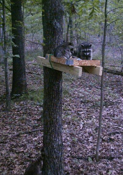 Study Subjects at Play