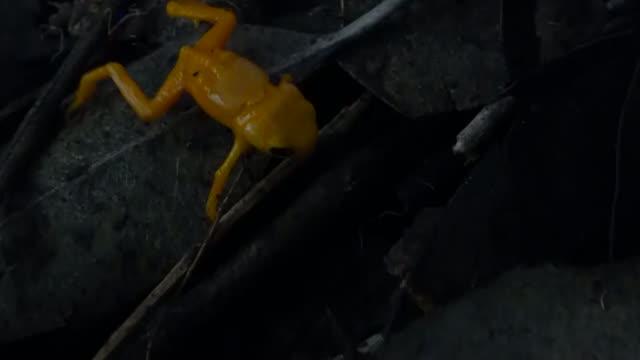 Pumpkin Toadlet (<i>Brachycephalus ephippium</i>)