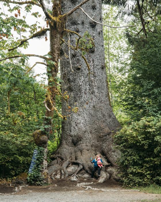 U.S. National Champion Sitka Spruce, Olympic National Park, Washington state