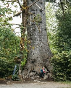 U.S. National Champion Sitka Spruce, Olympic National Park, Washington state