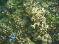 Blue starfish on a coral reef