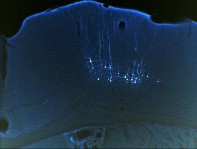 Singing Mice Show Signs of Learning