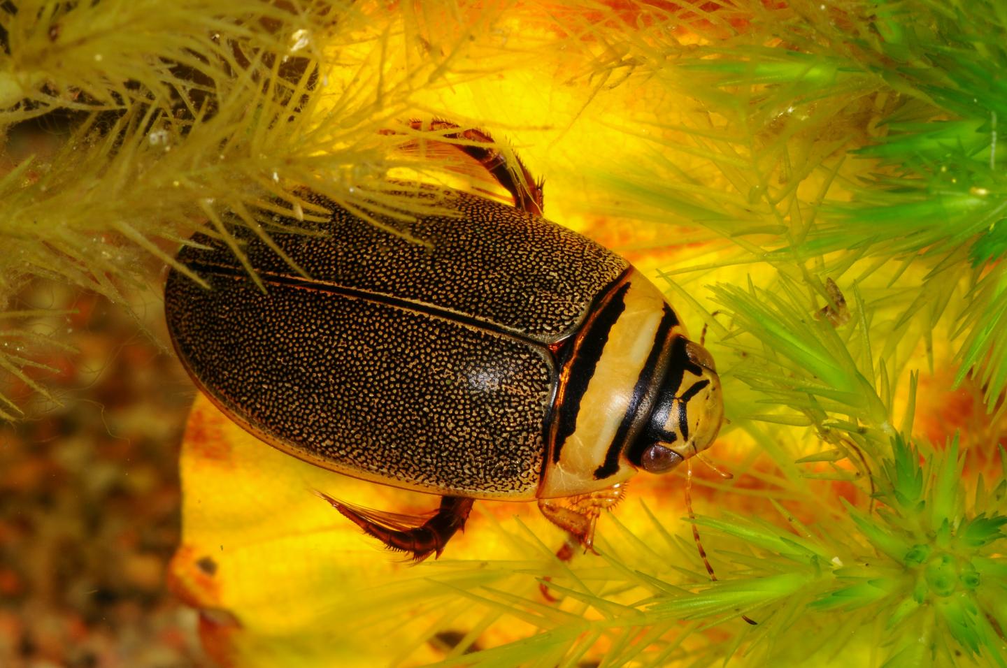 A Male of the Diving Beetle <em>Grapoderus zonatus</em>