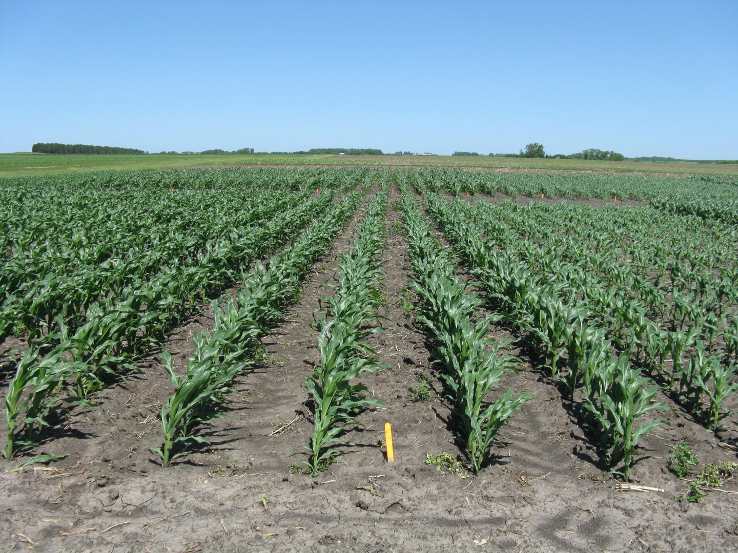 Corn plot in Minnesota