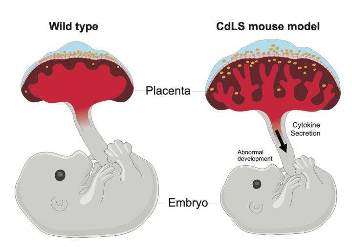 Mouse models of Cornelia de Lange syndrome