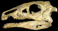 Original Fossil Skull, <i>Erlikosaurus andrewsi</i>