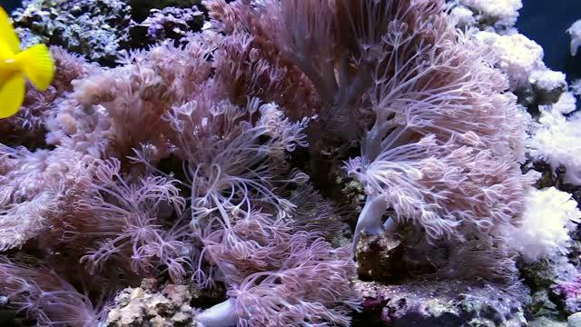 How coral let symbiotic algae in
