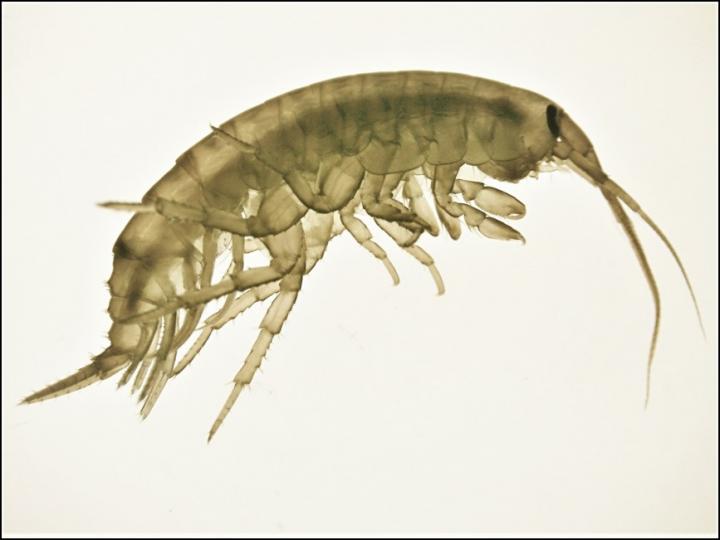 Photograph of Adult Male <em>Echinogammarus marinus</em>