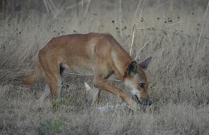 A Dingo in Kakadu National Park, Australia.